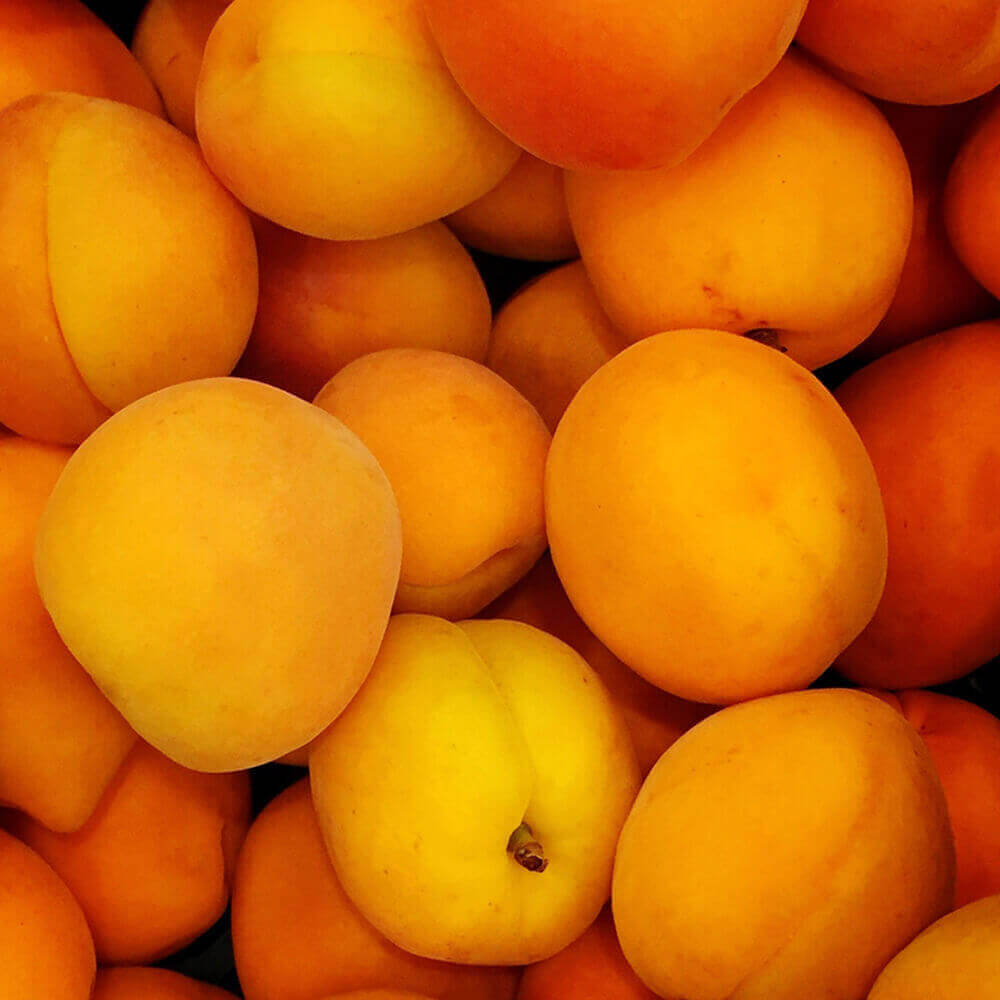 Aprikose
